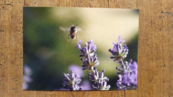 Postcard lavender bee