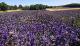 Organic fine officinal lavender essential oil