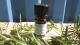 Organic essential oil - Rosemary CT verbenone - 5 ml dropper
