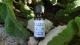 Organic essential oil - Clary Sage - 20 ml dropper